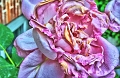 old_rose